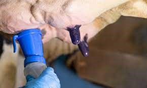 "teat" picture