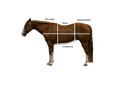 "hindquarters" picture