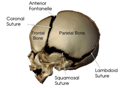 "squamosal" picture