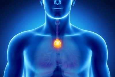 "thymus" picture
