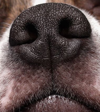 "rhinarium" picture