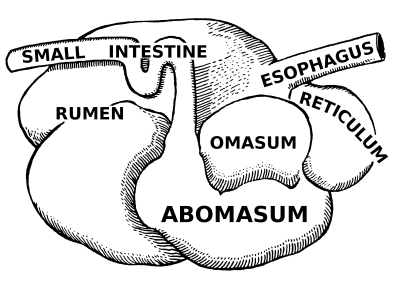 "abomasum" picture