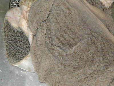 "reticulorumen" picture