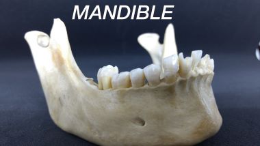 "mandible" picture