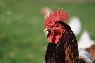 "cockscomb" picture