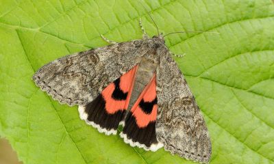 "underwing" picture