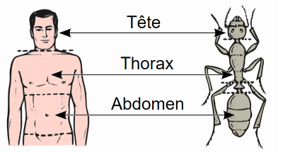 "thorax" picture
