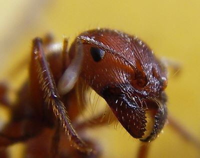 "pincer" picture
