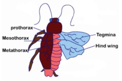 "prothorax" picture