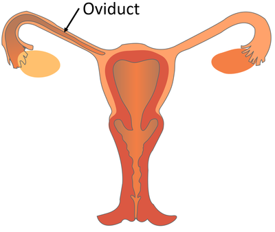 "oviduct" picture