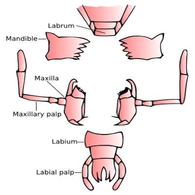 "mouthpart" picture