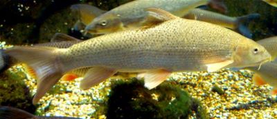 "barbel" picture