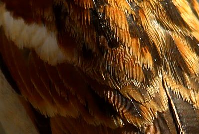 "plumage" picture