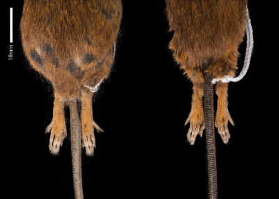 "ungual tuft" picture