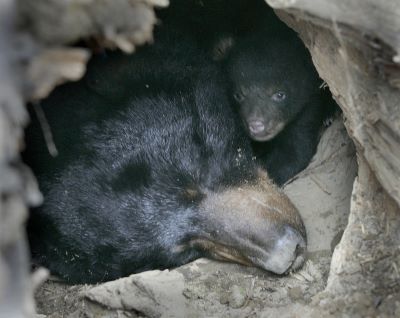 "hibernate" picture