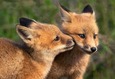"nuzzle" picture