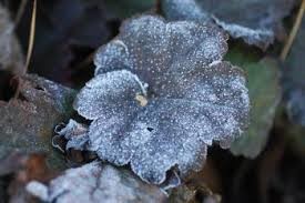 "overwinter" picture
