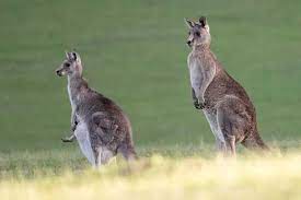 "biped" picture