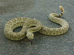 "venomous" picture
