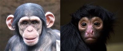 "simian" picture