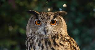 "nocturnal" picture