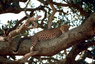 "arboreal" picture