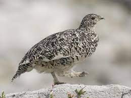 "ptarmigan" picture
