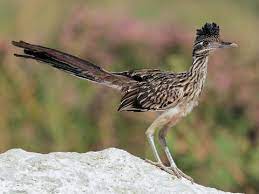 "roadrunner" picture