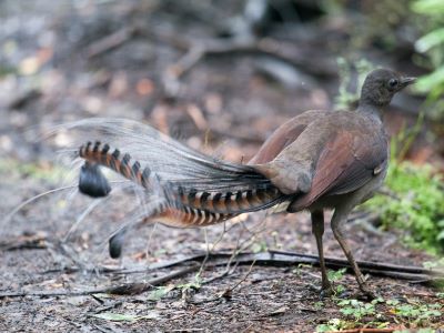 "lyrebird" picture