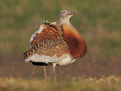 "bustard" picture