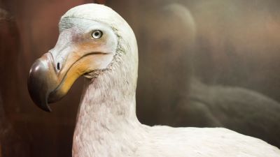 "dodo" picture