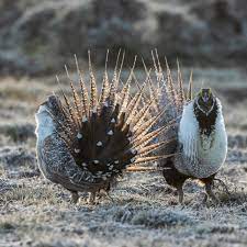 "grouse" picture