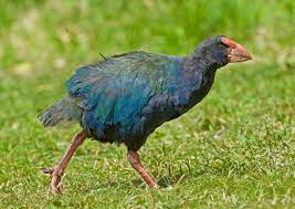 "takahē" picture