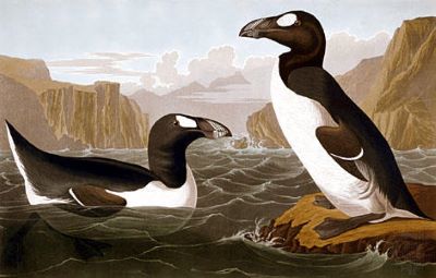 "great auk" picture