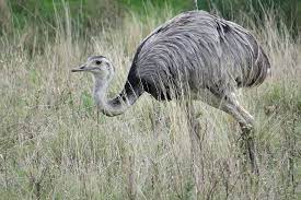 "rhea americana" picture