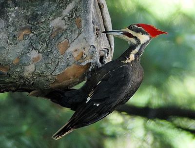 "woodpecker" picture