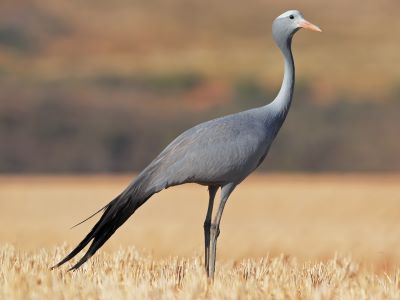 "blue crane" picture