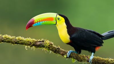 "toucan" picture