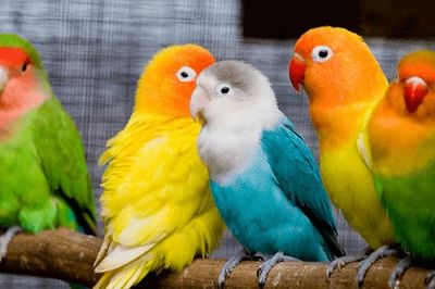 "lovebirdlovebird" picture