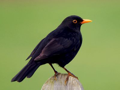 "blackbird" picture