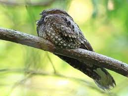 "whippoorwill" picture