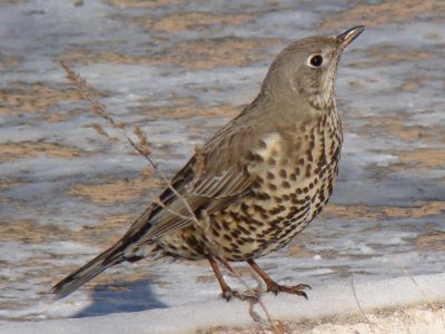 "missel thrush" picture
