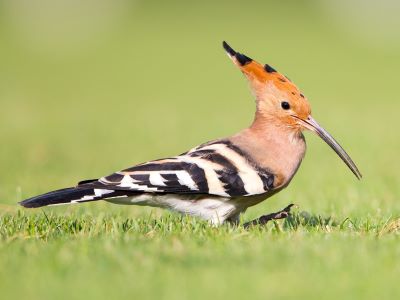"hoopoe" picture