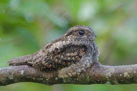 "nightjar" picture