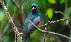 "trogon" picture