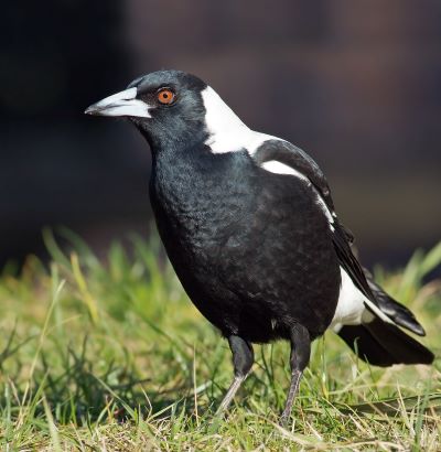 "magpie" picture
