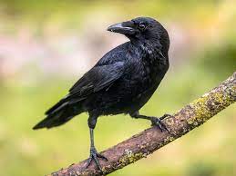 "carrion crow" picture