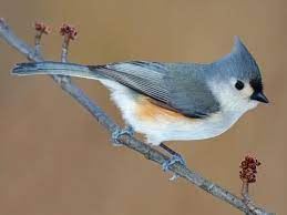 "titmouse" picture