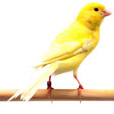 "canary" picture