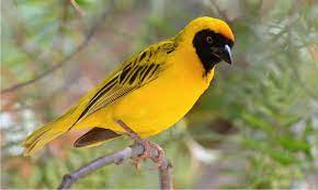 "weaver bird" picture